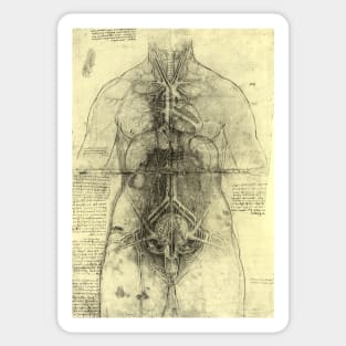 Human Anatomy Female Torso by Leonardo da Vinci Sticker